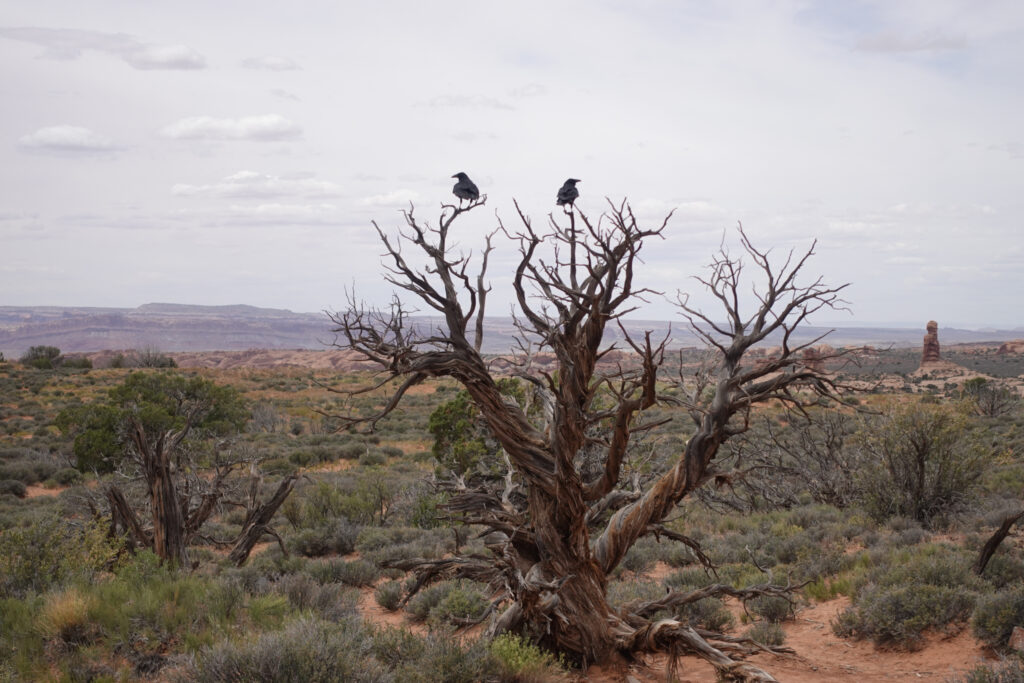 Tree with two crows