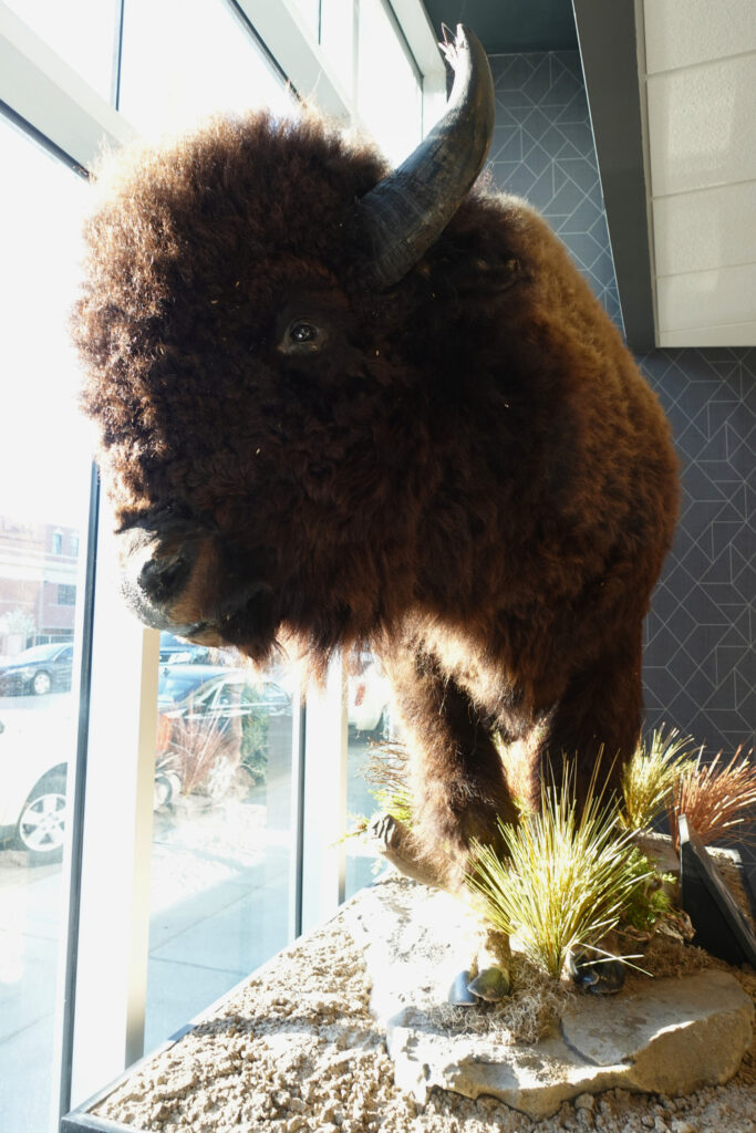 Ausgestopfter Büffel in einem Schaufenster