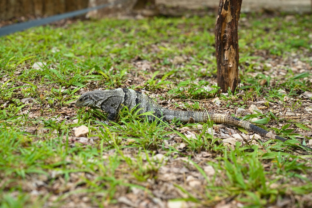 Ein Leguan in Chichén Itzá