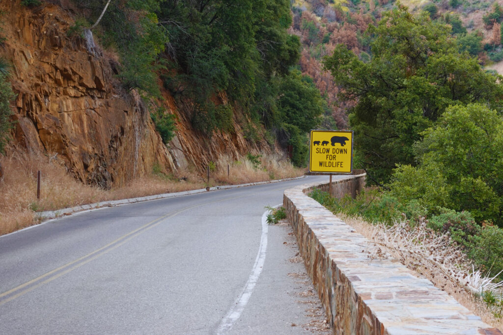 A road sign showing a bear family