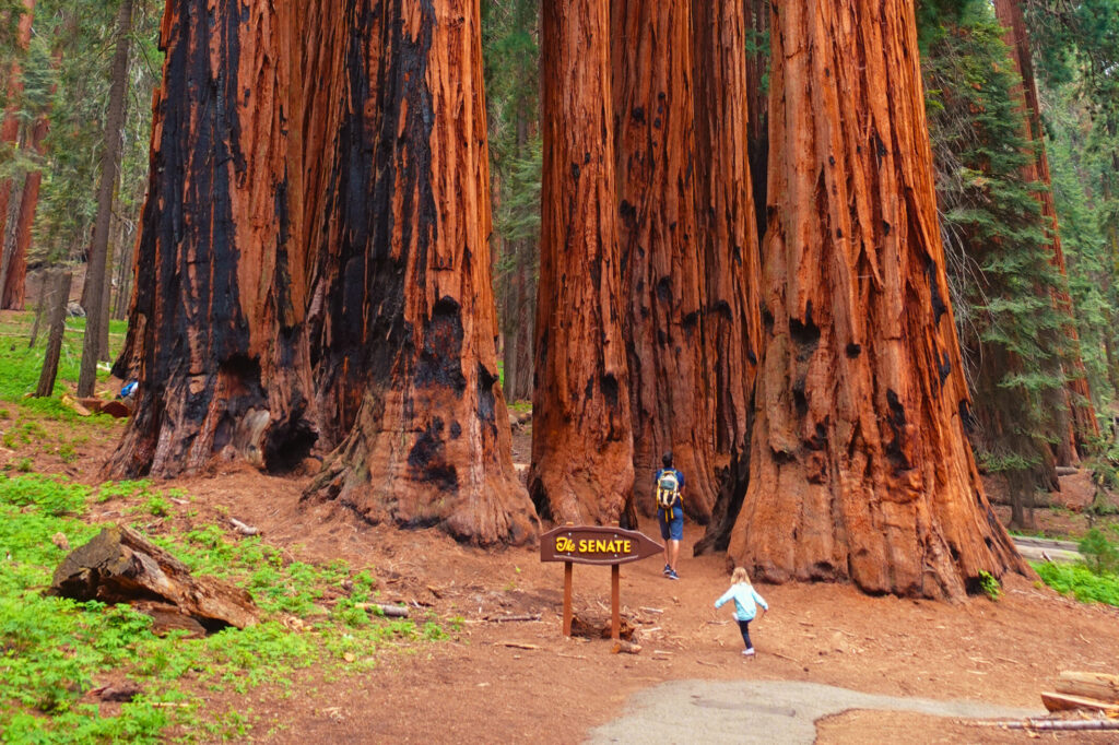 The trunks of 8 massive trees