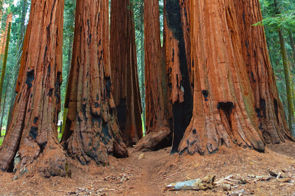 The trunks of 6 massive trees