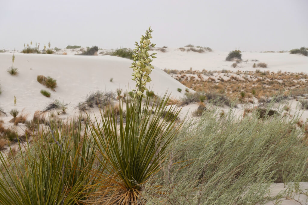 Pflanze im White Sands National Park